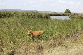 Kuh im Evros Delta - Griechenland