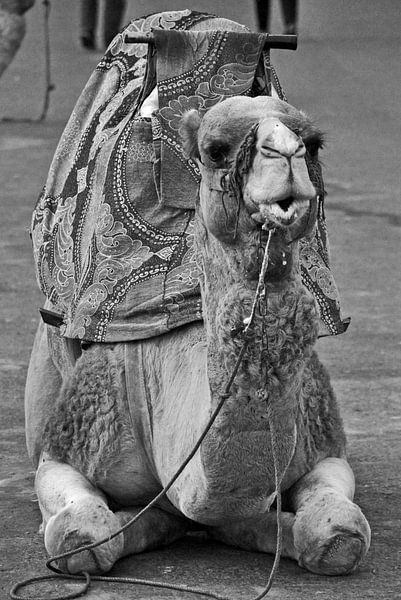 Sitzendes Kamel von Homemade Photos