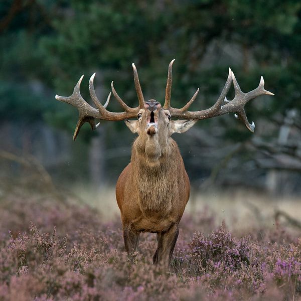 Burlend Edelhert  par Menno Schaefer