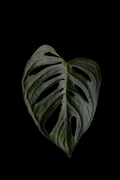 Monstera adansonii von Anita Visschers