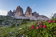 Drei Zinnen, Dolomiten, Südtirol, Italien von Denis Feiner Miniaturansicht