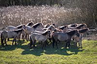 Group of wild konik horses Bemmelse waard