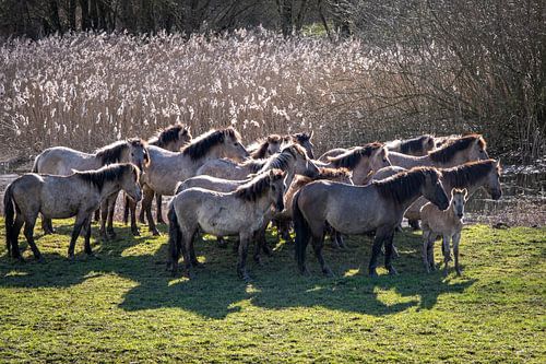 Group of wild konik horses Bemmelse waard by Betty van Engelen