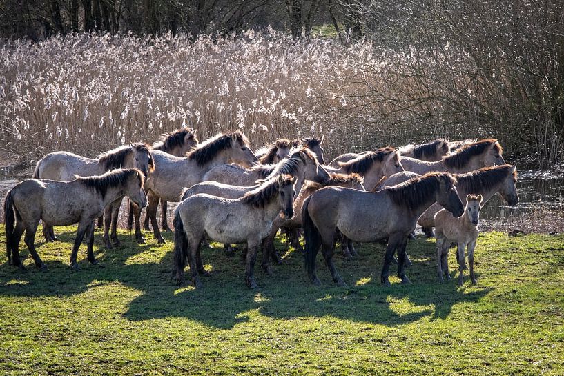 Gruppe von wilden Konikpferden Bemmelse waard von Betty van Engelen