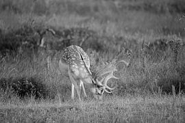 Fallow deer grazing (black and white) by Kevin Ike
