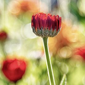 Ringelblume von Helena Beumer