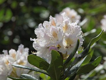 White / pink rhododendron in bloom by Annie Lausberg-Pater