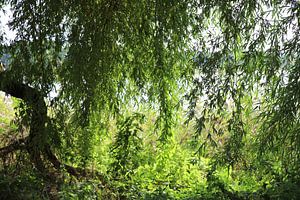Grüner Baum im Sommer