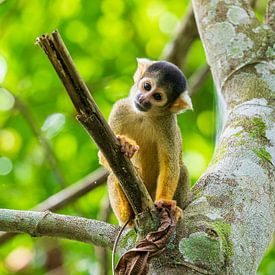 Singe enterré dans la pensée sur Lennart Verheuvel