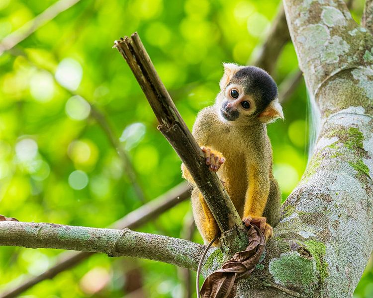 Singe enterré dans la pensée par Lennart Verheuvel