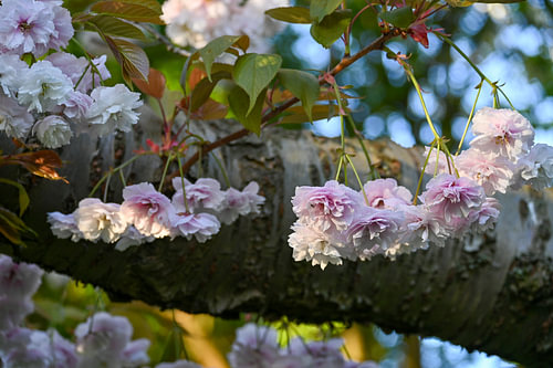 Flow of flowers