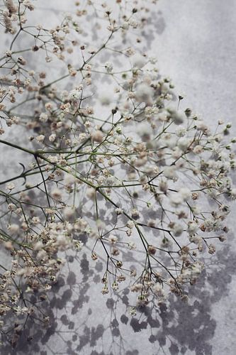 Plasterwort