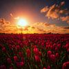 Middelharnis Tulpenveld van Cho Tang