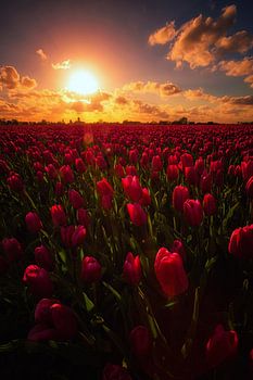 Middelharnis Tulpenfeld