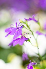 Bloemenpracht von Joke Beers-Blom