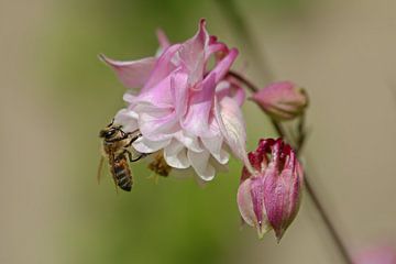 Columbine with bee by Bernhard Kaiser