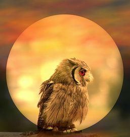 Eulenblick von Vera Laake