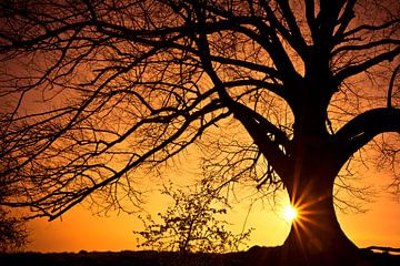Sun and tree by Joop Snijder