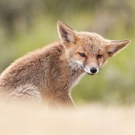 fox cub by mirka koot