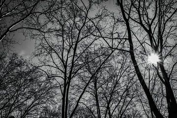 Sonnenschein durch die Zweige - Baumsilhouetten in Schwarz und Weiß von Andreea Eva Herczegh