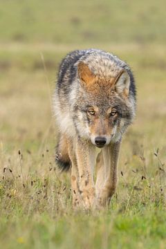 The Wolf in the Netherlands by Menno Schaefer
