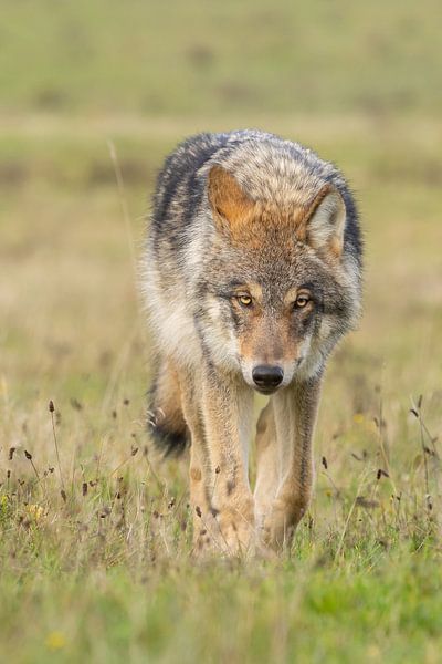 Le loup aux Pays-Bas par Menno Schaefer