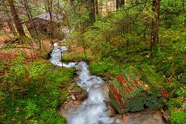Ruisseau dans la forêt sur Kevin Baarda
