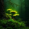 Champignons bioluminescents : un aperçu mystique de la nature sur KRAB