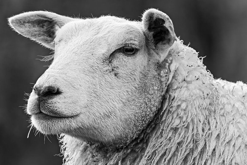 Moutons par Marieke Deinum
