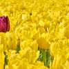 A stray purple tulip between the yellow tulips by eric van der eijk