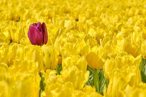 Une tulipe violette égarée entre les tulipes jaunes.