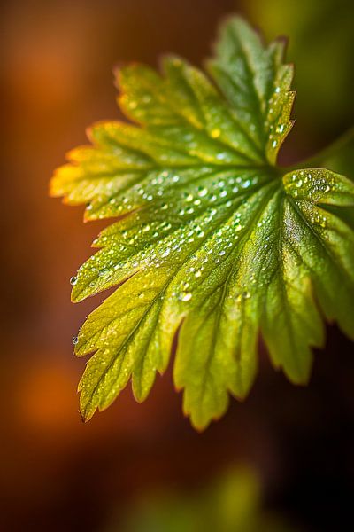 Drops of water on a green leaf by Poster Art Shop