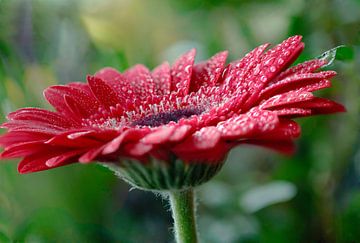 Gerbera rouge sur Jolanda de Jong-Jansen