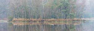 Nebliger Wintermorgen im Leersumse Veld | Utrechtse Heuvelrug