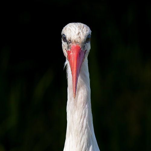 The Guardian - Portrait of a Stork by Martin Mol