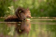Eichhörnchen von Tanja van Beuningen Miniaturansicht
