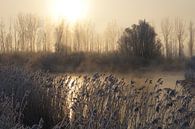 Biesbosch van Michel van Kooten thumbnail