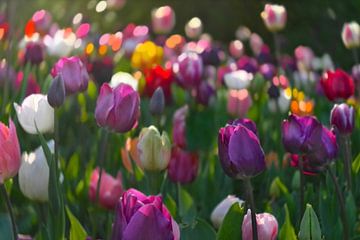 Tulpen in Vondelpark. van Marianna Pobedimova