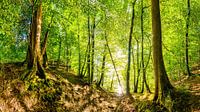 Forest in the Eifel region by Günter Albers thumbnail