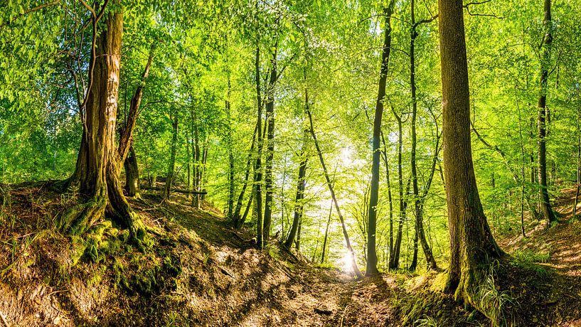 Forest in the Eifel region by Günter Albers