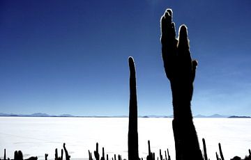 'Cactus', Bolivia
