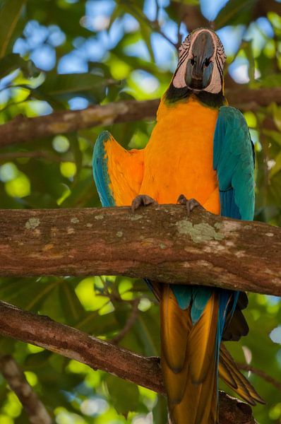 Blue Yellow Macaw by Maarten Verhees