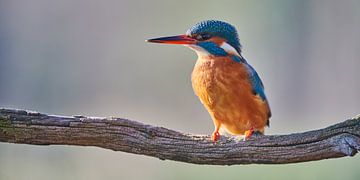 Eisvogel von Eisvogel.land - Corné van Oosterhout