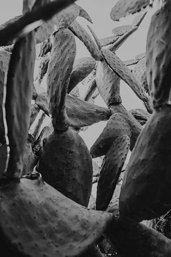 Black and white photo of a cactus in San Pietro Clarenza, Sicily Italy