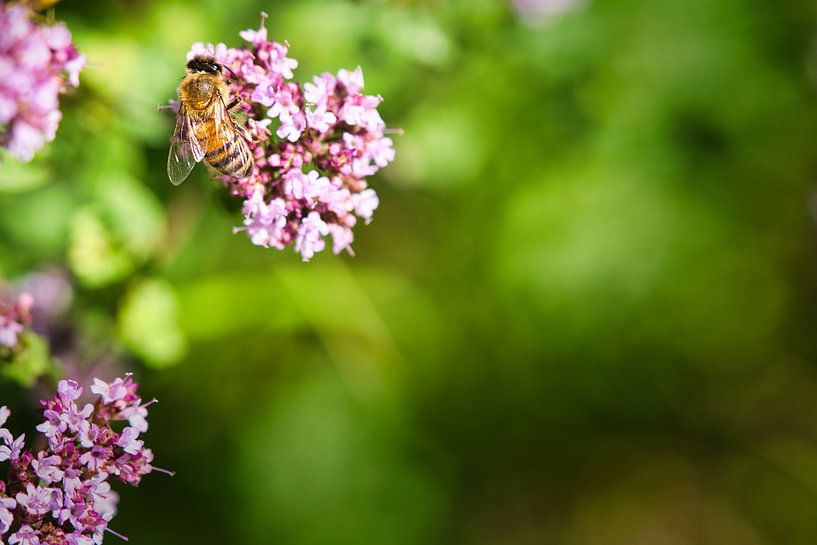 Bij op een bloem die nectar verzamelt van Martin Köbsch