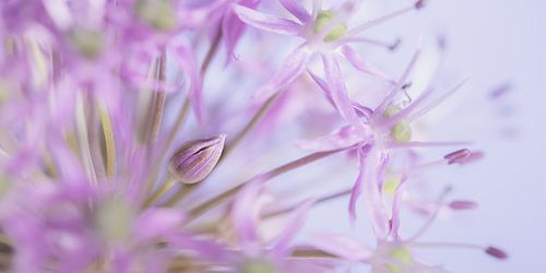 Panorama lente met het gesloten bloempje