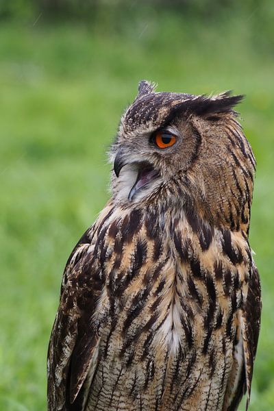 Screaming owl by Astrid Brouwers