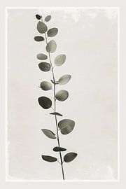 Eucalyptus van Poster Art Shop