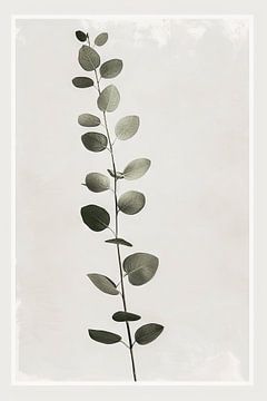 Eucalyptus van Felix Brönnimann