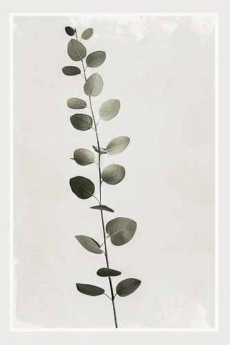 Eucalyptus